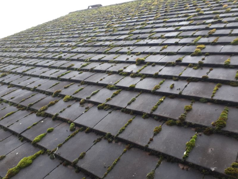 a closer look at the large amount of Moss growth: Swipe To View More Images
