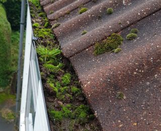 This gutter had no been cleared out in 5 years!: Click Here To View Larger Image