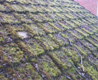 Moss has covered this roof, so they have called out the leading local roof cleaner. if you need a roof cleaner contact us for your free quote: Click Here To View Larger Image