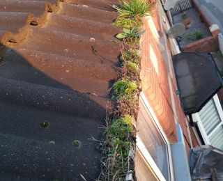 This was a huge overgrown gutter in Hucknall, after a huge amount of damp inside the home they decided to fix the problem by calling out ProMax Shine to clear there gutters.: Click Here To View Larger Image